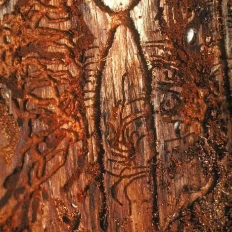 thumbnail for publication: My Pine Is Under Attack—What Should I Do? A Primarily Insect-Based Decision-Support Guide for Pine Death Management